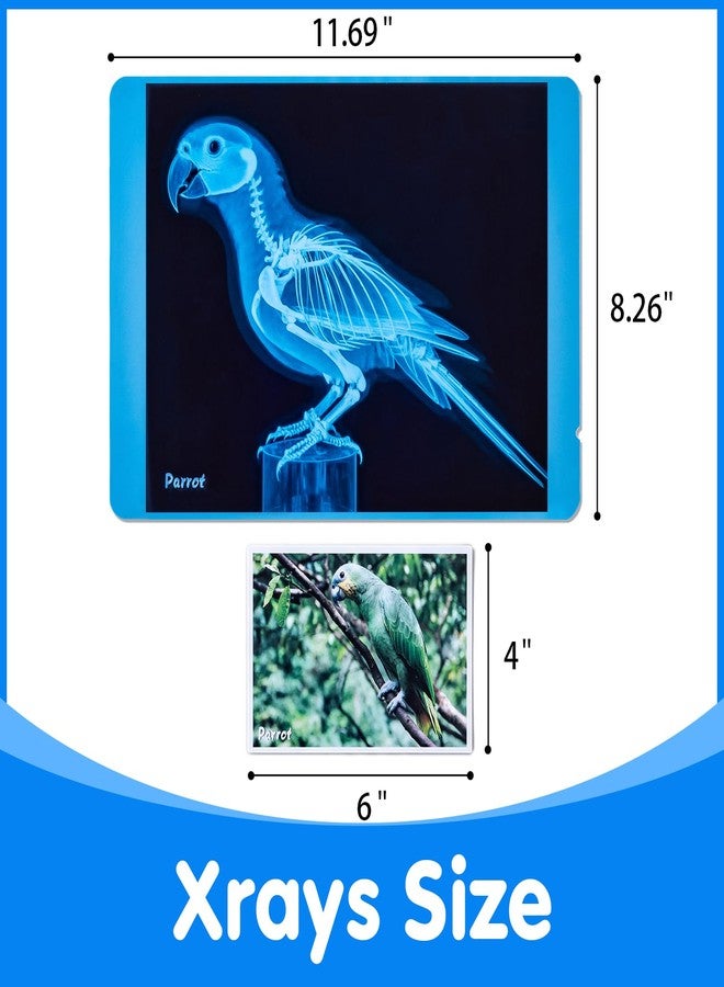 Odoorgames Pet Series Animal Xrays for Kids, Pet Xrays Set, Light Table Accessories, Perfect for Vet Role Play and Learning About Pets' Anatomy - Image 3